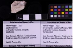 Foto (Objekt + Etiketten) von Cracensigillatus acutirostris (Moericke, 1889) (NHMW-GEO-1990-0041-0531)